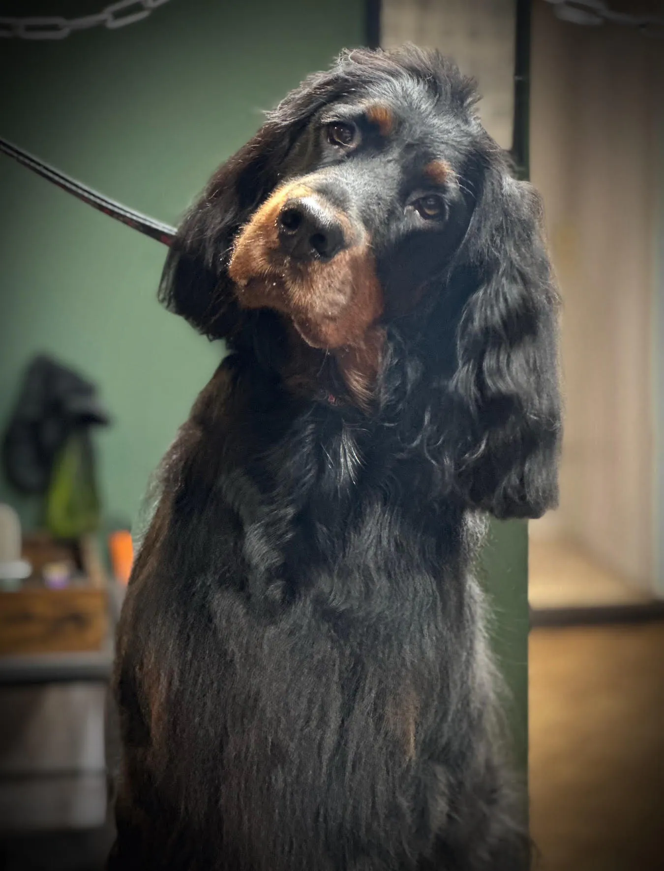 A dog sat on someones lap after being profesionnaly groomed