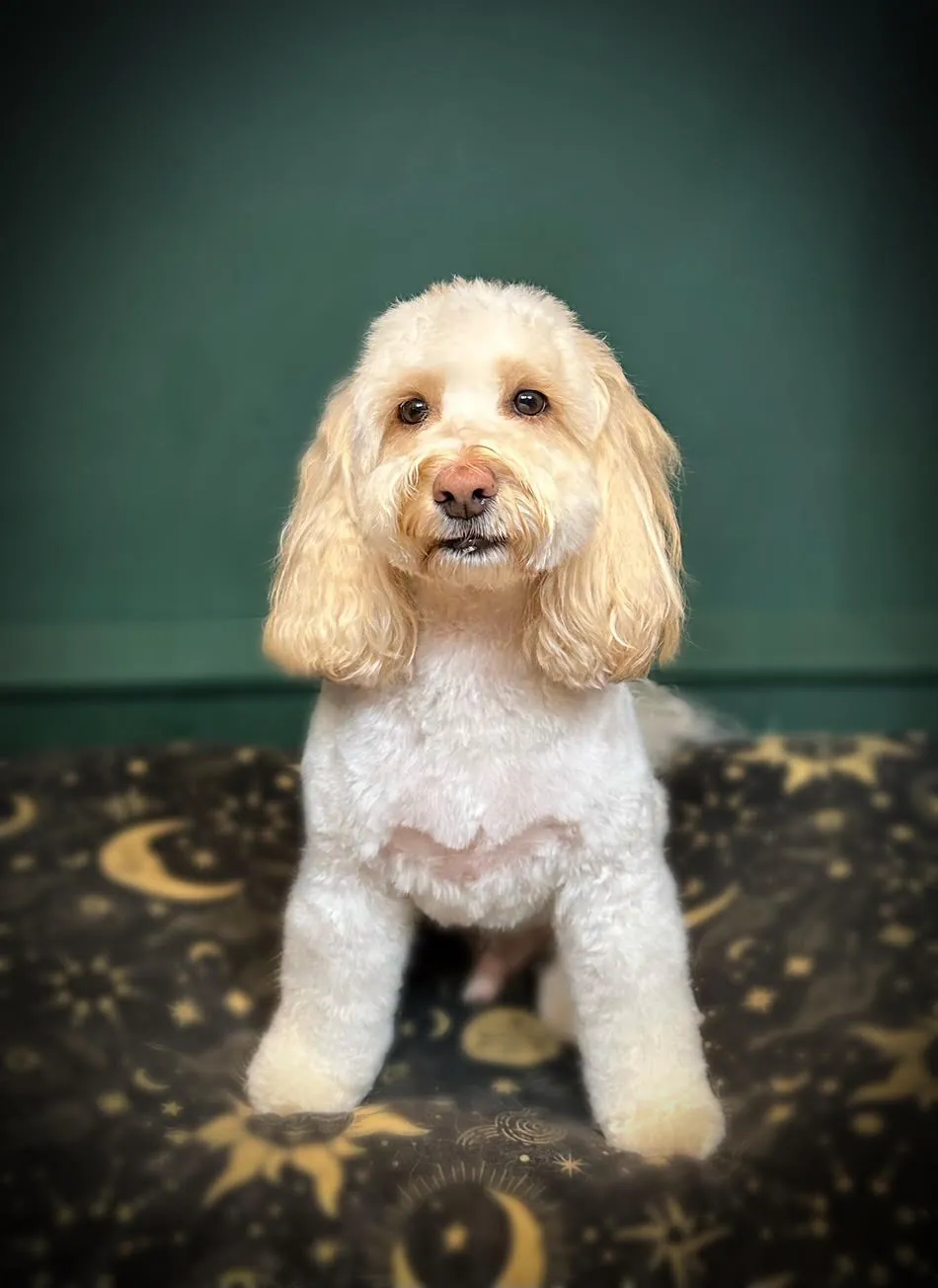 2 Sausage dogs after they have been professionally groomed