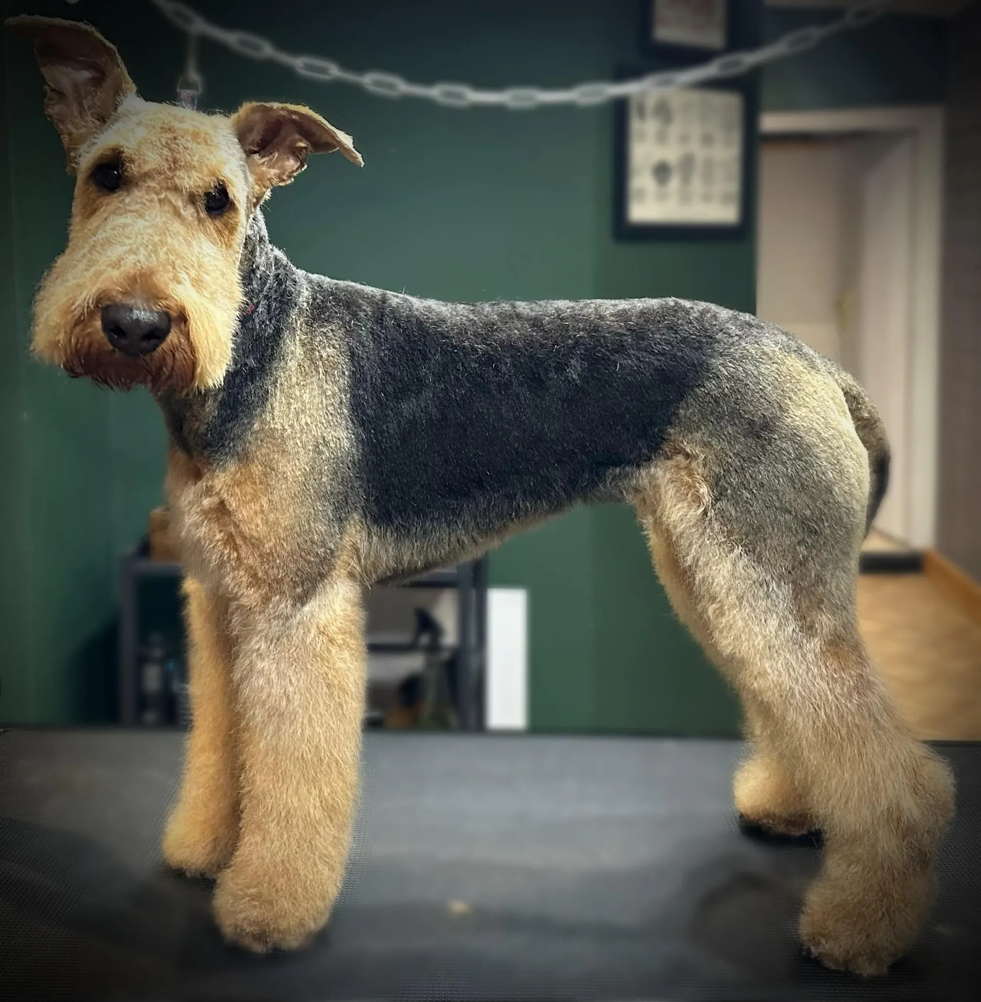A dog sitting porudly after being groomed