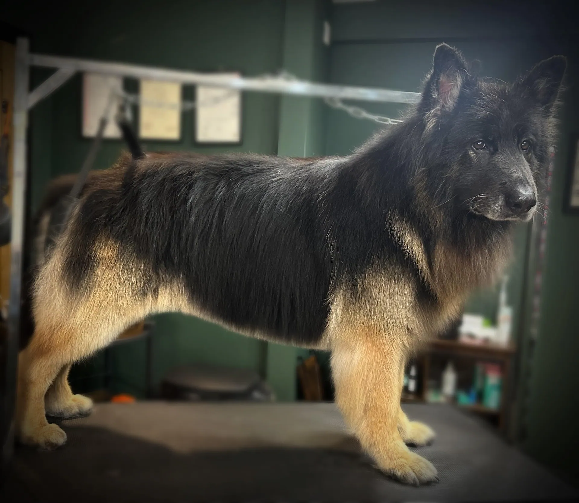 A happy dog with its tongue out after being groomed