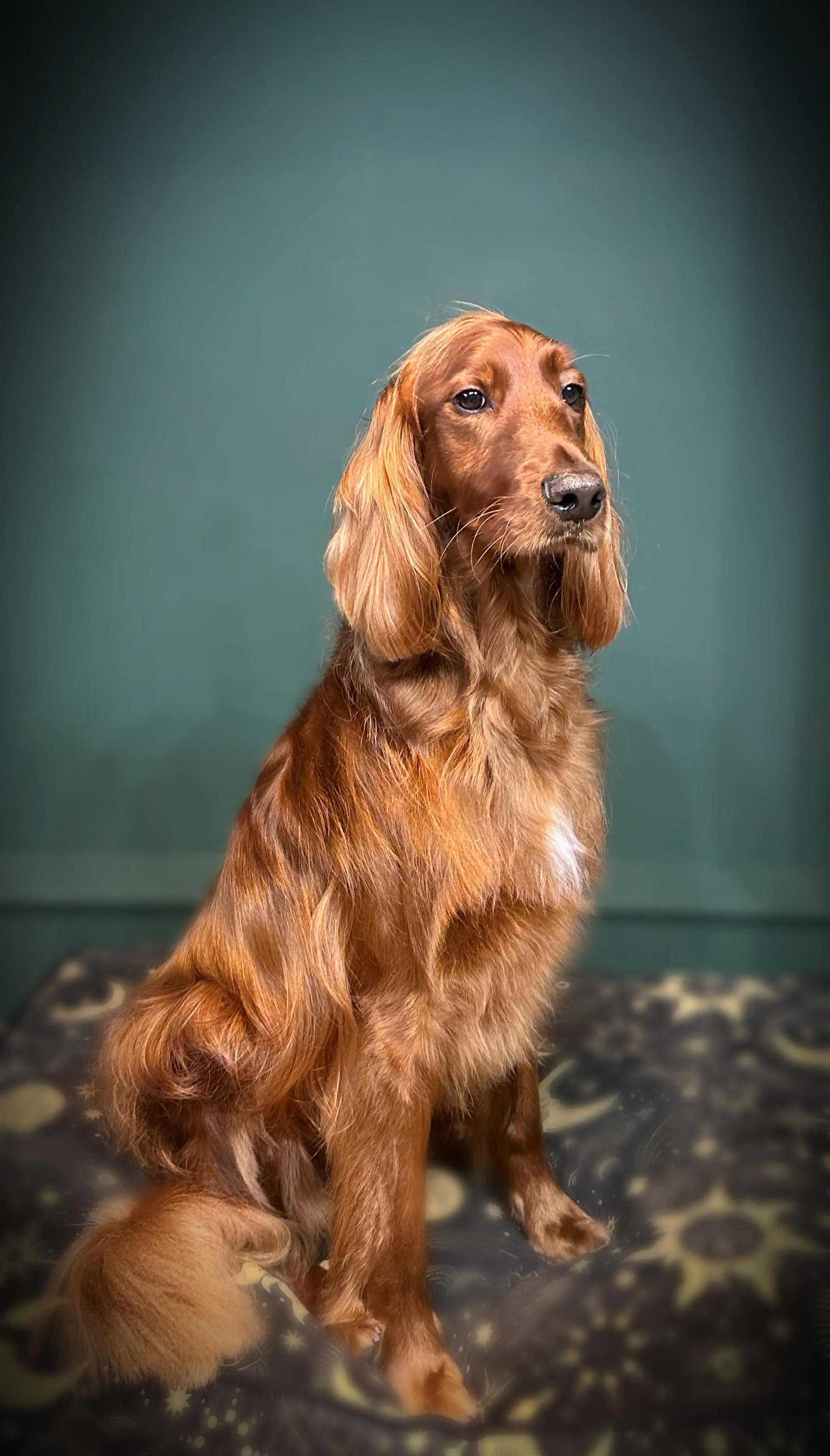 A golden retriver happy after being professionally groomed