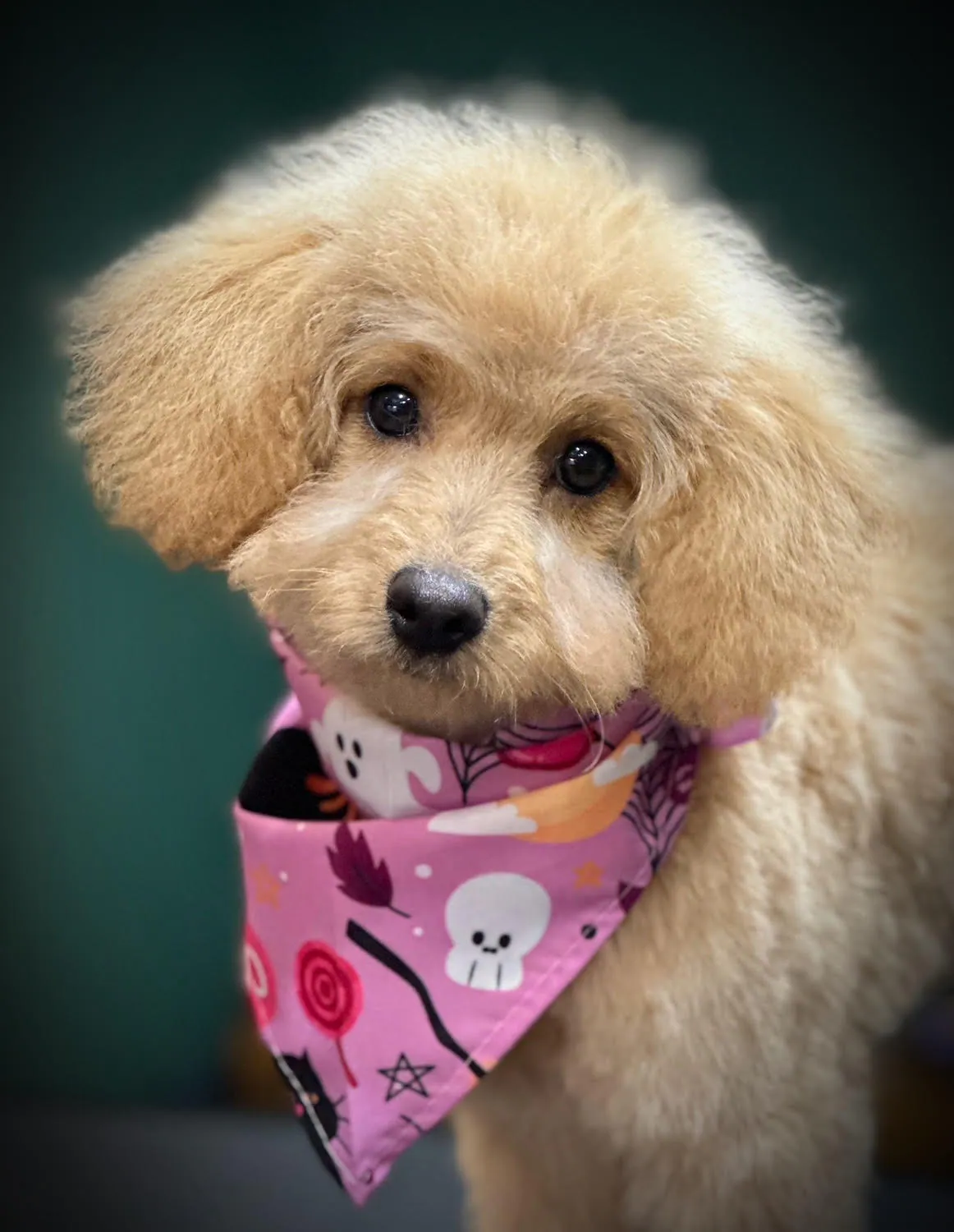 A dog sat down posing after being professionally groomed