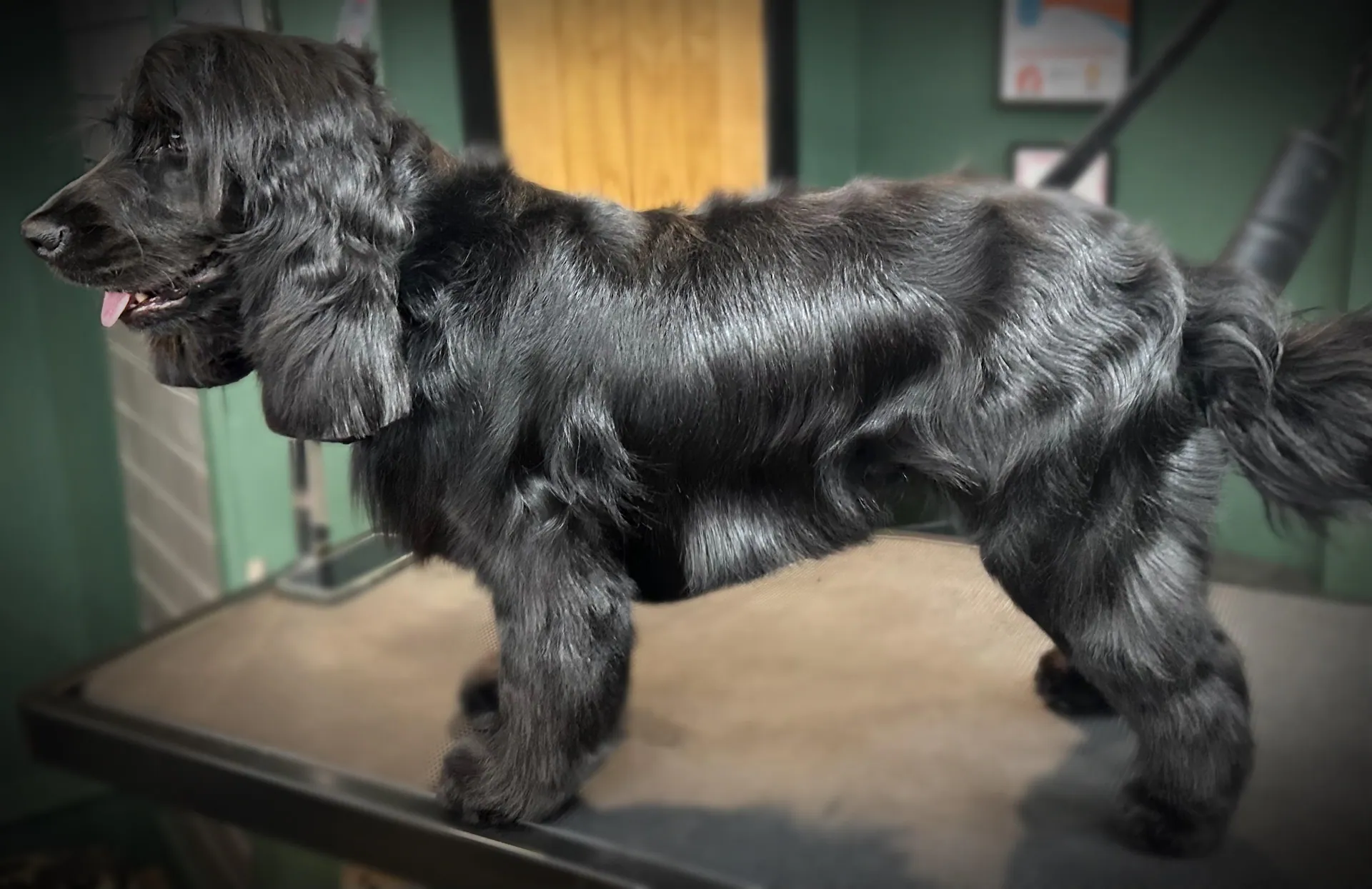 3 dogs sitting down after being groomed