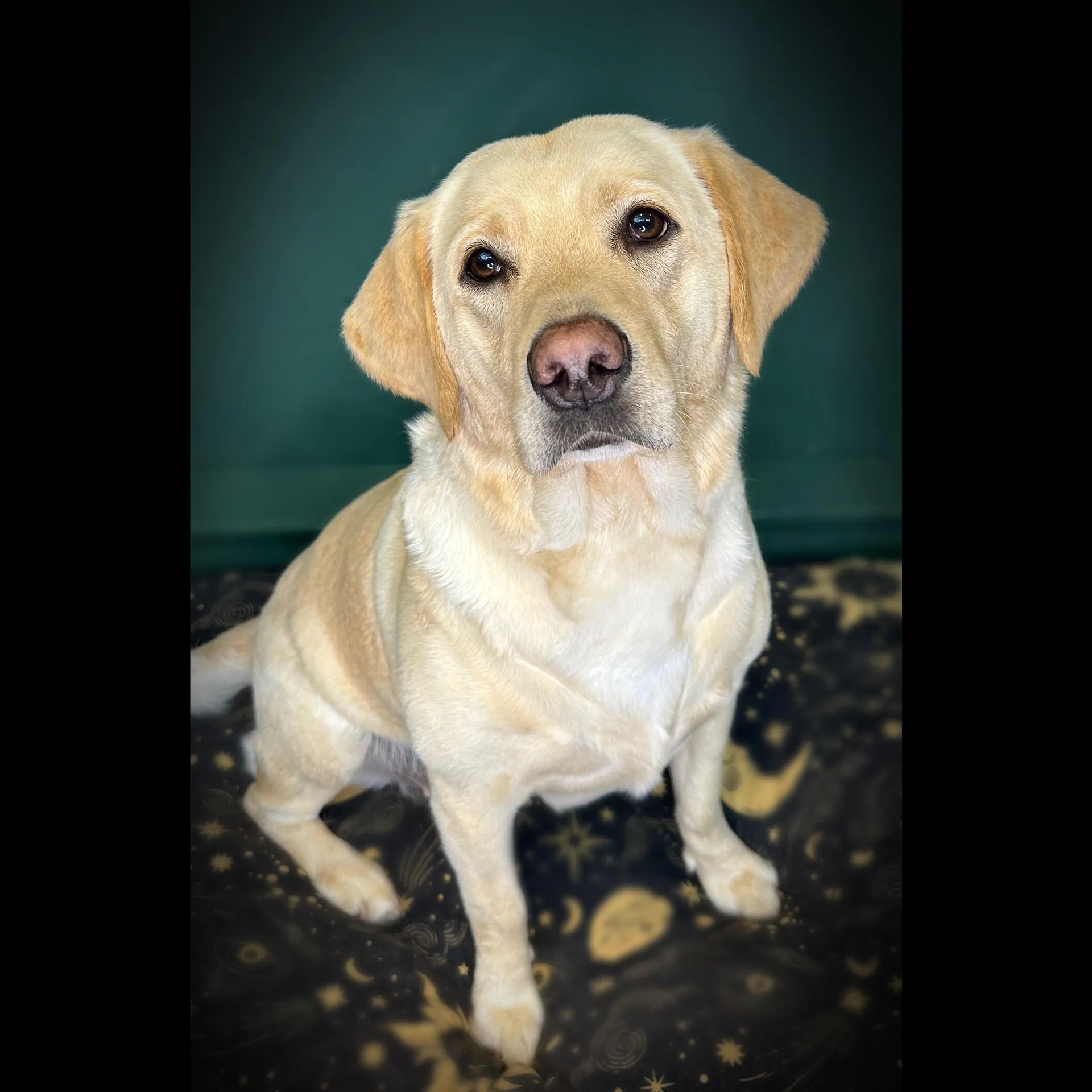 A cute dog gazing into the camera